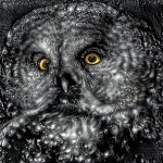 If there are no Nightingales, One must settle for Owls \ Style remix introduced by TJ | Deep Dream Generator If there are no... 