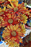 Chrysanthemum 3 MutaGenF355DEDC49E642AB04E6_10 | Deep Dream Generator Chrysanthemum 3 MutaGenF355DEDC49E642AB04E6_10