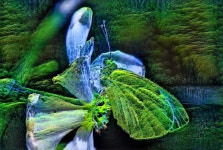 ButterflyDream | Deep Dream Generator ButterflyDream
