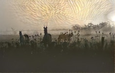 Denise Dykema | Deep Dream Generator