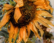 AI Generated Flora Photos and Artwork | Deep Dream Generator