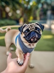 Pug puppy | Deep Dream Generator Pug puppy