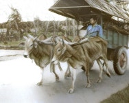 Bullock | Deep Dream Generator