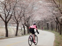 Strava에서 Hyang Suk L.님이 2016년 4월 2일에 수행한 103.5km 라이딩 활동 ARCUS_섬진강 벚꽃, 임실,장수 - HYANG SUK LEEs 103.... 