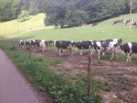 Liam OBrien | Strava를 사용 중인 달리기 선수