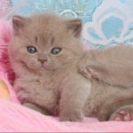 Chers Closet (@belfiori_6607) | Poshmark Chers Closet