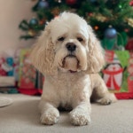 Ms Closet (@havok2676) | Poshmark Ms Closet