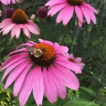 Susans Closet (@katyaskorner) | Poshmark Susans Closet