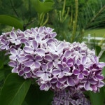 Jennifers Closet (@jjcald26) | Poshmark Jennifers Closet