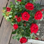 Sais Closet (@issai13) | Poshmark Sais Closet