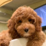 Tiffanys Closet (@tifflazo630) | Poshmark Tiffanys Closet