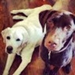 Christines Closet (@cmc4234) | Poshmark Christines Closet