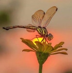 Amys Closet (@aymless73) | Poshmark Amys Closet