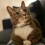 Megans Closet (@minglis) | Poshmark Megans Closet