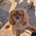 Allys Closet (@akr7299) | Poshmark Allys Closet