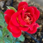 Rose marys Closet (@fridarose) | Poshmark Rose marys Closet