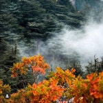 💕eman💕s Closet (@eman_n110) | Poshmark 💕eman💕s Closet