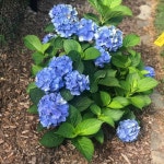 Cal6814s Closet (@cal6814) | Poshmark Cal6814s Closet