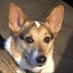 About @corsica4757 - Poshmark