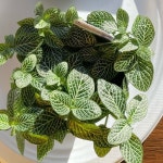 Sanas Closet (@yasabo) | Poshmark Sanas Closet