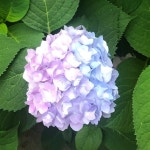 Victorias Closet (@victoria953011) | Poshmark Victorias Closet