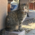 Christines Closet (@livin505) | Poshmark Christines Closet