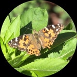 Kates Closet (@kfox1107) | Poshmark Kates Closet