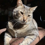 Ariannas Closet (@aribrennon) | Poshmark Ariannas Closet