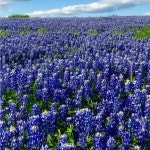 Janets Closet (@corsica4757) | Poshmark Janets Closet