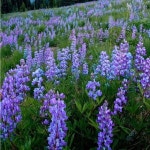 ! willows Closet (@thewillowtrees) | Poshmark !                                  willows Closet