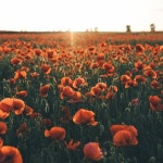 Uyentrams Closet (@uyentramthicam) | Poshmark Uyentrams Closet