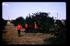 [Texas Boys Choir members picking oranges, 3] - UNT Digital Library [Texas Boys Choir members picking oranges, 3]