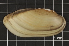 Lampsilis teres, Specimen #278 - View: 3 of 4 . Magnified. UNT Digital Library Lampsilis teres, Specimen #278
