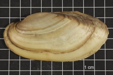 Lampsilis teres, Specimen #394 - View: 1 of 6 . Magnified. UNT Digital Library Lampsilis teres, Specimen #394
