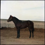 [Portrait of horse] - UNT Digital Library [Portrait of horse]