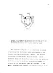 An Investigation of Extrinsic Laryngeal Muscle Responses to Auditory Stimulation - Page 19 - UNT Digital Library An Investigation... 