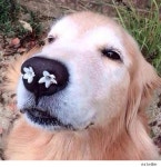 꽃냄새에 취한 개 ‘누리꾼 인기’