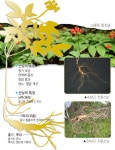 [건강]자다가 벌떡! 이게 바로 산삼의 효능?｜동아일보 [건강]자다가 벌떡! 이게 바로 산삼의 효능?