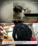 故 황정순 곁 10여년 지킨 반려견…주인 죽자마자 안락사 처리｜동아일보 故 황정순 곁 10여년 지킨 반려견…주인 죽자마자 안락사 처리