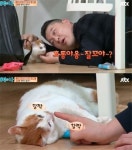 `강호동 같은 펫시터? 바로 퇴짜 맞아요`｜동아일보 강호동 같은 펫시터? 바로 퇴짜 맞아요