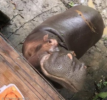 죽은 마약왕의 산 애완하마떼..`근심하는 콜롬비아`｜동아일보 죽은 마약왕의 산 애완하마떼..`근심하는 콜롬비아`