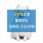 소변색으로 알아보는 강아지 건강상태!｜동아일보 소변색으로 알아보는 강아지 건강상태!