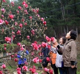 “이런 목련도 있었네”｜동아일보 “이런 목련도 있었네”