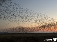 전남 순천만 야생조류 분변서 AI 항원 검출…‘긴장’｜동아일보 전남 순천만 야생조류 분변서 AI 항원 검출…‘긴장’