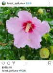 “삼천리 강산에 우리나라 꽃~”…마스크 쓴 시민들 사로잡은 무궁화[청계천 옆 사진관]｜동아일보 “삼천리 강산에 우리나라 꽃~”…마스크 쓴... 