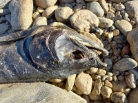 회귀 연어 늘었다…양양 남대천 연어 폐사체 ‘부쩍’｜동아일보 회귀 연어 늘었다…양양 남대천 연어 폐사체 ‘부쩍’