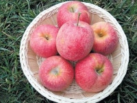 비옥한 황토서 자라 달고 맛있어! 영양소도 풍부｜동아일보 비옥한 황토서 자라 달고 맛있어! 영양소도 풍부