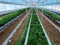 연 20% 수익 내는 잎새산삼 농장 특별분양｜동아일보 연 20% 수익 내는 잎새산삼 농장 특별분양