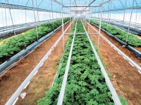 면역력 강화 효과 잎새산삼, 직영농장 분양으로 연 20% 수익 누린다｜동아일보 면역력 강화 효과 잎새산삼, 직영농장 분양으로 연 20% 수익 누린다