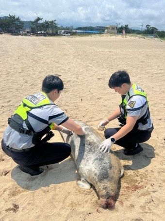 양양서 ‘천연기념물’ 점박이물범 사체 발견…최근 동해안서 잇단 목격｜동아일보 양양서 ‘천연기념물’ 점박이물범 사체 발견…최근...